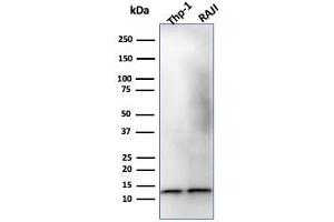Western Blot Analysis of THP-1 and Raji Cell lysate using Beta-2-Microglobulin Mouse Monoclonal Antibody (B2M/1118). (beta-2 Microglobulin 抗体)