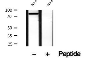 Western blot analysis of extracts of PC-3 cells, using SEC63 antibody. (SEC63 抗体  (C-Term))
