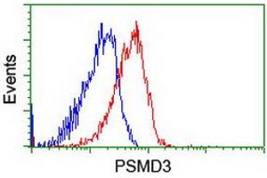 Image no. 1 for anti-Proteasome (Prosome, Macropain) 26S Subunit, Non-ATPase, 3 (PSMD3) antibody (ABIN1499980) (PSMD3 抗体)