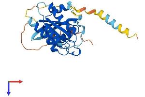 RASL11B Protein (AA 1-248) (His tag)