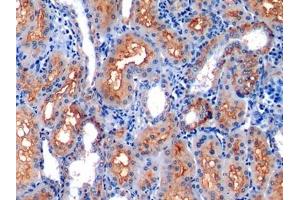 Detection of CD10 in Human Kidney Tissue using Polyclonal Antibody to Neprilysin (CD10)