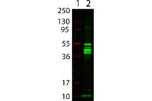 Western Blot showing detection of Maltose Binding Protein (MBP) (0.