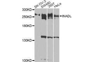 Western blot analysis of extracts of various cell lines, using INADL antibody. (PATJ 抗体)