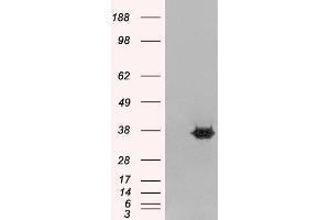 Western Blotting (WB) image for Mortality Factor 4 Like 2 (MORF4L2) peptide (ABIN370471)