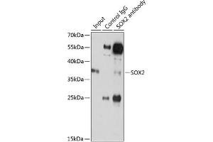 Immunoprecipitation (IP) image for anti-SRY (Sex Determining Region Y)-Box 2 (SOX2) (AA 1-140) antibody (ABIN3021003)