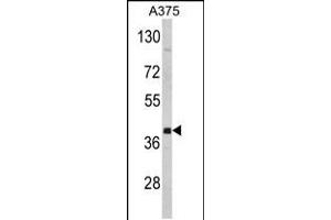 Western blot analysis of hFNTA-A345 in A375 cell line lysates (35ug/lane) (FNTA 抗体  (C-Term))