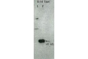 Western Blotting (WB) image for anti-Rqn1 (C-Term) antibody (ABIN2452117) (Rqn1 (C-Term) 抗体)