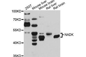 Western blot analysis of extracts of various cells, using NADK antibody. (NADK 抗体)