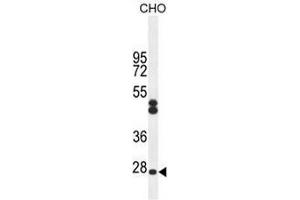 CF062 Antibody (Center) western blot analysis in CHO cell line lysates (35ug/lane). (C6ORF62 抗体  (Middle Region))