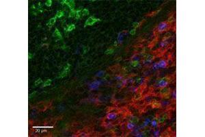 Immunofluorescence (IF) image for anti-Integrin alpha M (ITGAM) antibody (PE) (ABIN2663957) (CD11b 抗体  (PE))
