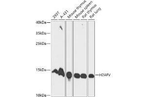 Western blot analysis of extracts of various cell lines, using Histone H2AFV antibody (ABIN7267555) at 1:1000 dilution. (H2AFV 抗体  (AA 1-128))
