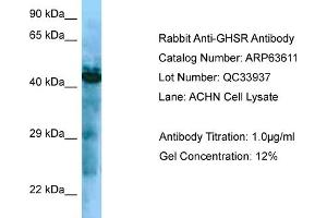 Western Blotting (WB) image for anti-Growth Hormone Secretagogue Receptor (GHSR) (C-Term) antibody (ABIN2789564) (GHSR 抗体  (C-Term))