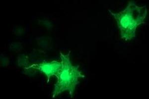 Anti-RASD2 mouse monoclonal antibody (ABIN2453975) immunofluorescent staining of COS7 cells transiently transfected by pCMV6-ENTRY RASD2 (RC201454). (RASD2 抗体)