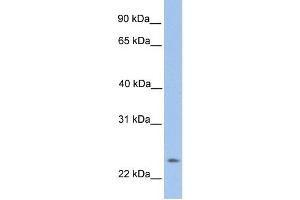 ORAI1 antibody used at 1 ug/ml to detect target protein. (ORAI1 抗体  (N-Term))
