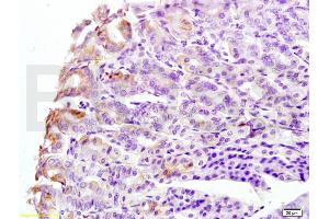 Formalin-fixed and mouse stomach tissue labeled with Anti-CK8 Polyclonal Antibody, Unconjugated (ABIN737751) at 1:200 followed by conjugation to the secondary antibody and DAB staining (KRT8 抗体  (AA 51-150))