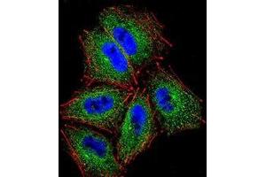 Immunofluorescence (IF) image for anti-Protocadherin alpha Subfamily C, 2 (PCDHAC2) (AA 623-652), (Middle Region) antibody (ABIN954038)