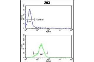 PRDX1 Antibody (Center) (ABIN389467 and ABIN2839531) flow cytometric analysis of 293 cells (bottom histogram) compared to a negative control cell (top histogram). (Peroxiredoxin 1 抗体  (AA 88-116))
