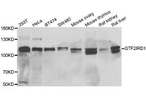 Western blot analysis of extracts of various cell lines, using GTF2IRD1 antibody. (GTF2IRD1 抗体  (AA 660-959))
