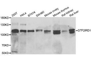 Western Blotting (WB) image for anti-General Transcription Factor II I Repeat Domain-Containing 1 (GTF2IRD1) (AA 660-959) antibody (ABIN6141514)