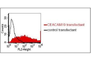 FACS analysis of BOSC23 cells using HY-8H10. (CEACAM19 抗体)