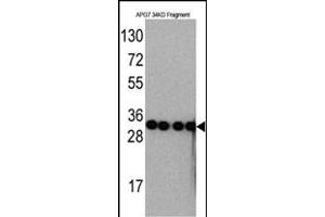 Western blot analysis of anti-G7 Monoclonal Antibody ABIN387793 by Recombinant G7 protein (Fragment 34KD). (ATG7 抗体)