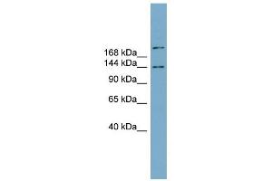 MAPKBP1 antibody used at 1 ug/ml to detect target protein.