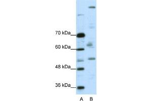 WB Suggested Anti-PEG3 Antibody Titration:  0. (PEG3 抗体  (C-Term))