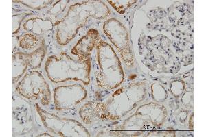 Immunoperoxidase of monoclonal antibody to TAOK2 on formalin-fixed paraffin-embedded human kidney. (TAO Kinase 2 抗体  (AA 831-930))