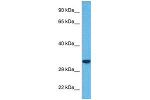Host:  Rabbit  Target Name:  SLC25A32  Sample Tissue:  Human 786-0 Whole Cell  Antibody Dilution:  1ug/ml (SLC25A32 抗体  (N-Term))