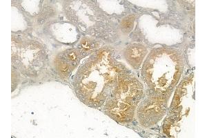 at 1/100 staining human normal kidney tissue by IHC-P. (PDE4B/C/D 抗体)