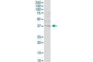 SETMAR MaxPab polyclonal antibody. (SETMAR 抗体  (AA 1-352))