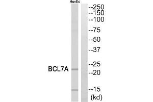 Western blot analysis of extracts from HuvEc cells, using BCL7A antibody. (BCL7A 抗体  (Internal Region))