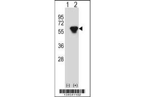 Western blot analysis of PRKAR2B using rabbit polyclonal PRKAR2B Antibody using 293 cell lysates (2 ug/lane) either nontransfected (Lane 1) or transiently transfected (Lane 2) with the PRKAR2B gene. (PRKAR2B 抗体  (AA 119-147))