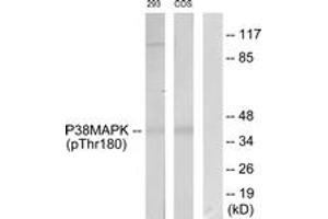 Western blot analysis of extracts from 293 cells and COS7 cells, using p38 MAPK (Phospho-Thr180) Antibody. (MAPK14 抗体  (pThr180))