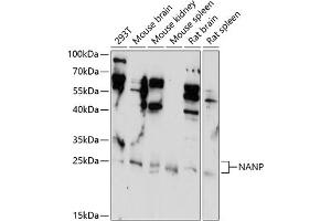 Western blot analysis of extracts of various cell lines, using NANP antibody (ABIN7268771) at 1:1000 dilution. (NANP 抗体  (AA 1-248))