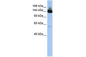 WB Suggested Anti-SYMPK Antibody Titration:  0. (Symplekin 抗体  (Middle Region))