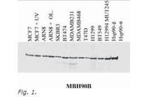 Western Blotting (WB) image for anti-Heat Shock Protein 90kDa alpha (Cytosolic), Class B Member 1 (HSP90AB1) (N-Term) antibody (ABIN614808)