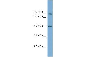 WB Suggested Anti-NFATC1 Antibody Titration:  0. (NFATC1 抗体  (Middle Region))