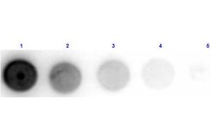 Dot Blot results of Sheep Anti-Glucose Oxidase Antibody. (Glucose Oxidase 抗体)