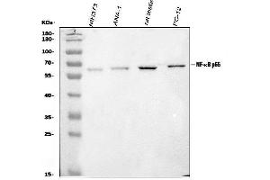 Western blot analysis of NF-kB p65/RELA using anti-NF-kB p65/RELA antibody (ABIN3043315).