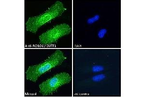 Immunofluorescence (IF) image for anti-Roundabout, Axon Guidance Receptor, Homolog 1 (ROBO1) (Internal Region) antibody (ABIN185537)