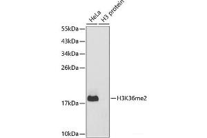 Western blot analysis of extracts of various cell lines using DiMethyl-Histone H3-K36 Polyclonal Antibody. (Histone 3 抗体  (2meLys36))