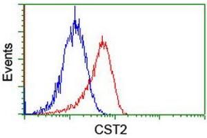 Image no. 2 for anti-Cystatin SA (CST2) antibody (ABIN1497757) (CST2 抗体)