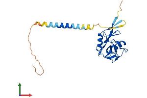 Protein Structure (PS) image for Killer Cell Lectin-Like Receptor Subfamily F, Member 2 (KLRF2) (AA 1-207) protein (His tag) (ABIN7548932)