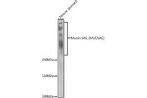Western blot analysis of extracts of Mouse stomach, using Mucin 5AC (MUC5AC) antibody (ABIN7268694) at 1:1000 dilution. (MUC5AC 抗体  (C-Term))