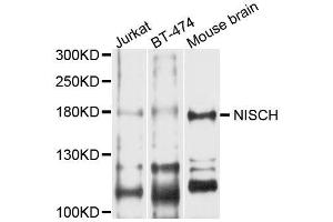 Western blot analysis of extracts of various cell lines, using NISCH antibody (ABIN5996418) at 1/1000 dilution. (Nischarin 抗体)
