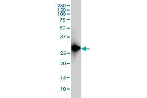 Western Blotting (WB) image for anti-FSHD Region Gene 1 (FRG1) (AA 1-258) antibody (ABIN560950)