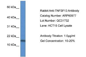 Western Blotting (WB) image for anti-Tumor Necrosis Factor (Ligand) Superfamily, Member 13 (TNFSF13) (Middle Region) antibody (ABIN2788639) (TNFSF13 抗体  (Middle Region))