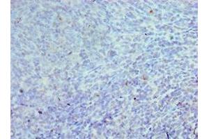 Immunohistochemistry of paraffin-embedded human tonsil tissue using ABIN7147088 at dilution of 1:100 (CEBPG 抗体  (AA 1-150))