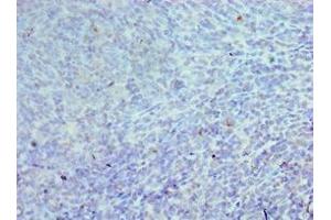 Immunohistochemistry of paraffin-embedded human tonsil tissue using ABIN7147088 at dilution of 1:100 (CEBPG 抗体  (AA 1-150))